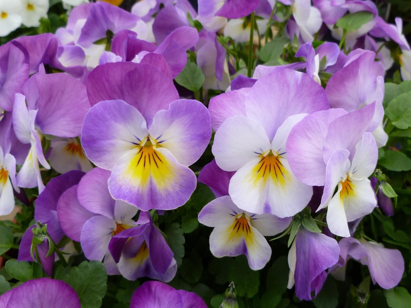 Wallpapers pansies garden pansy flowers on the desktop