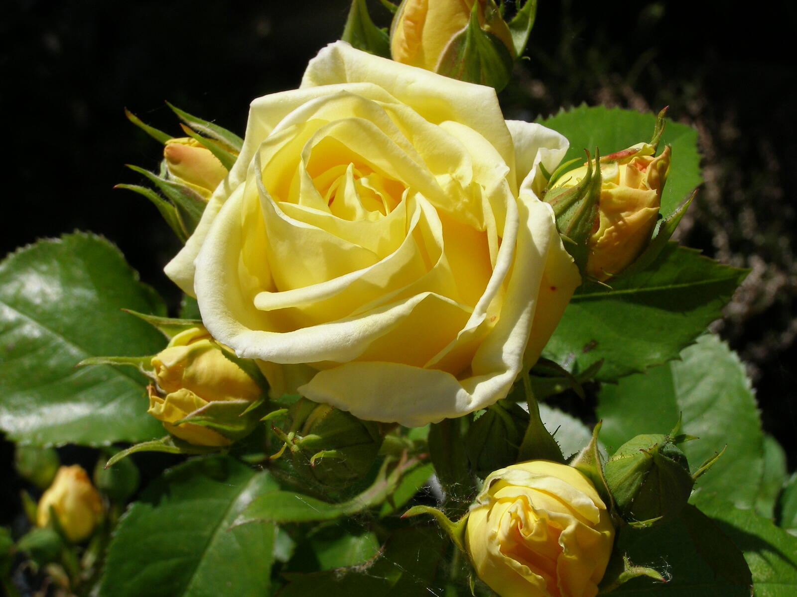 Wallpapers yellow petals yellow bud lonely rose on the desktop