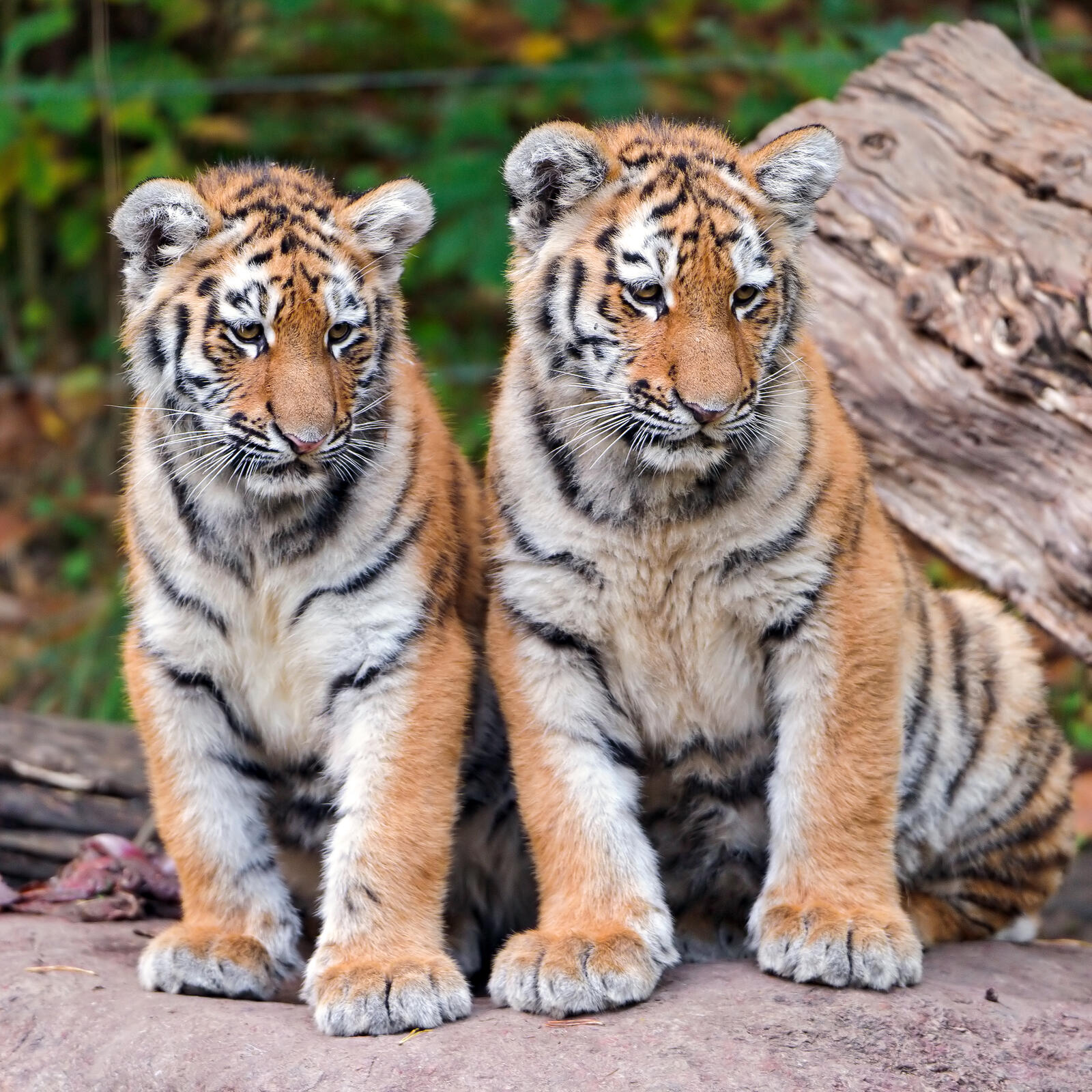 Бесплатное фото Два тигренка