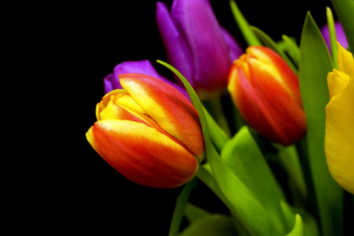 Удивительные тюльпаны