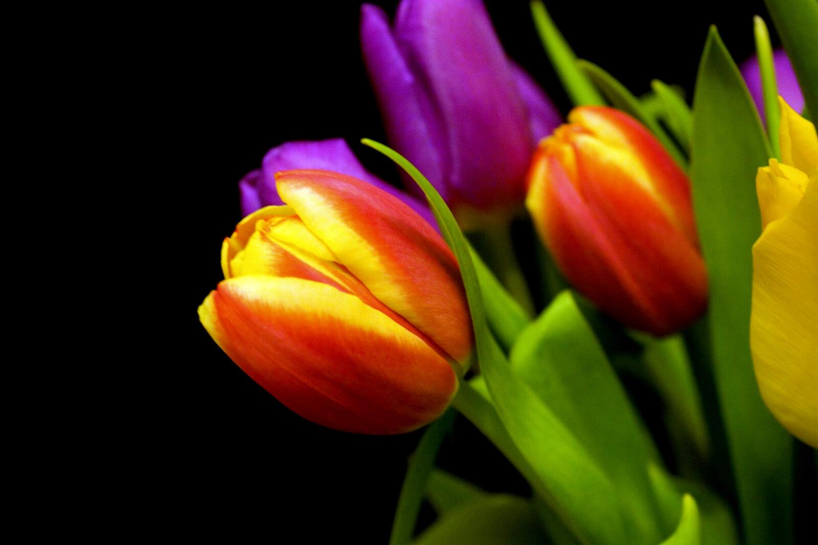 Бесплатное фото Удивительные тюльпаны