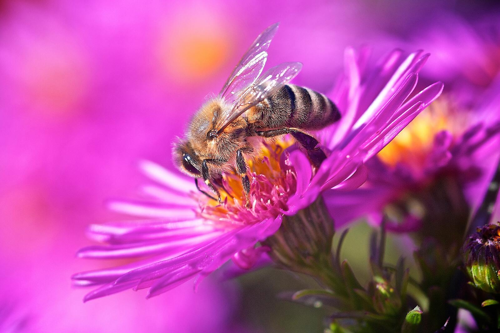 Wallpapers flower bee insect on the desktop
