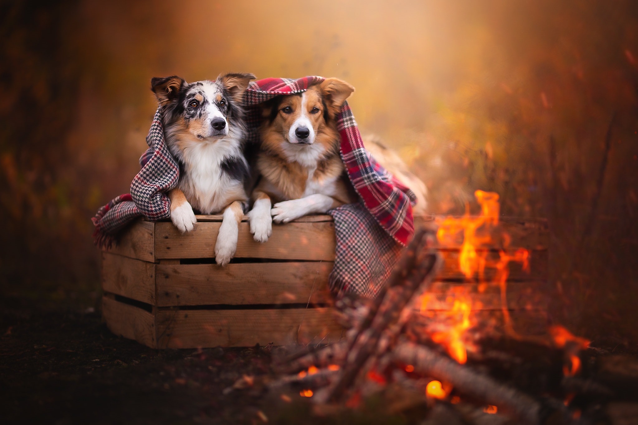 Dogs bask near the fire