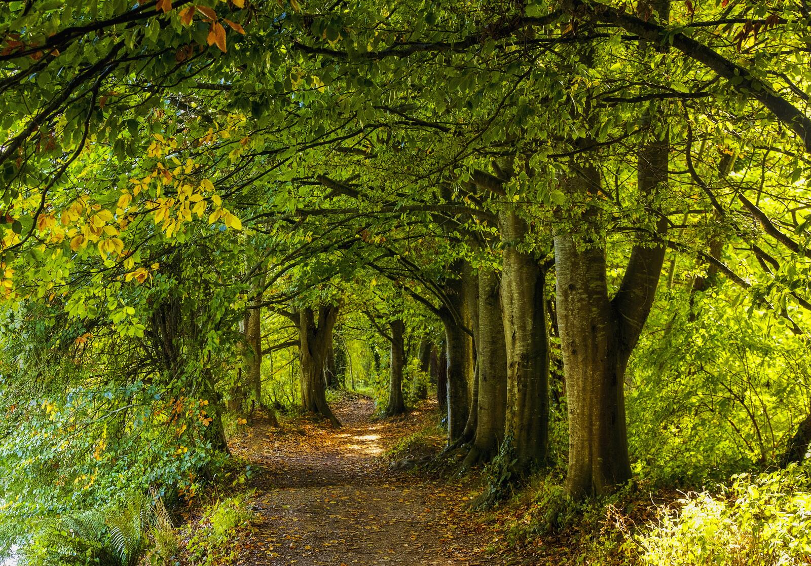 Wallpapers autumn footpath forest on the desktop