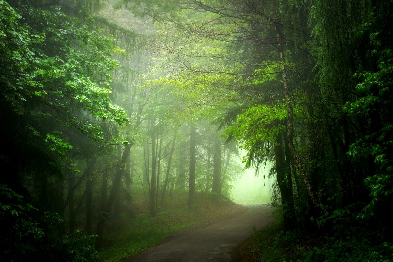 Бесплатное фото Любимый лес