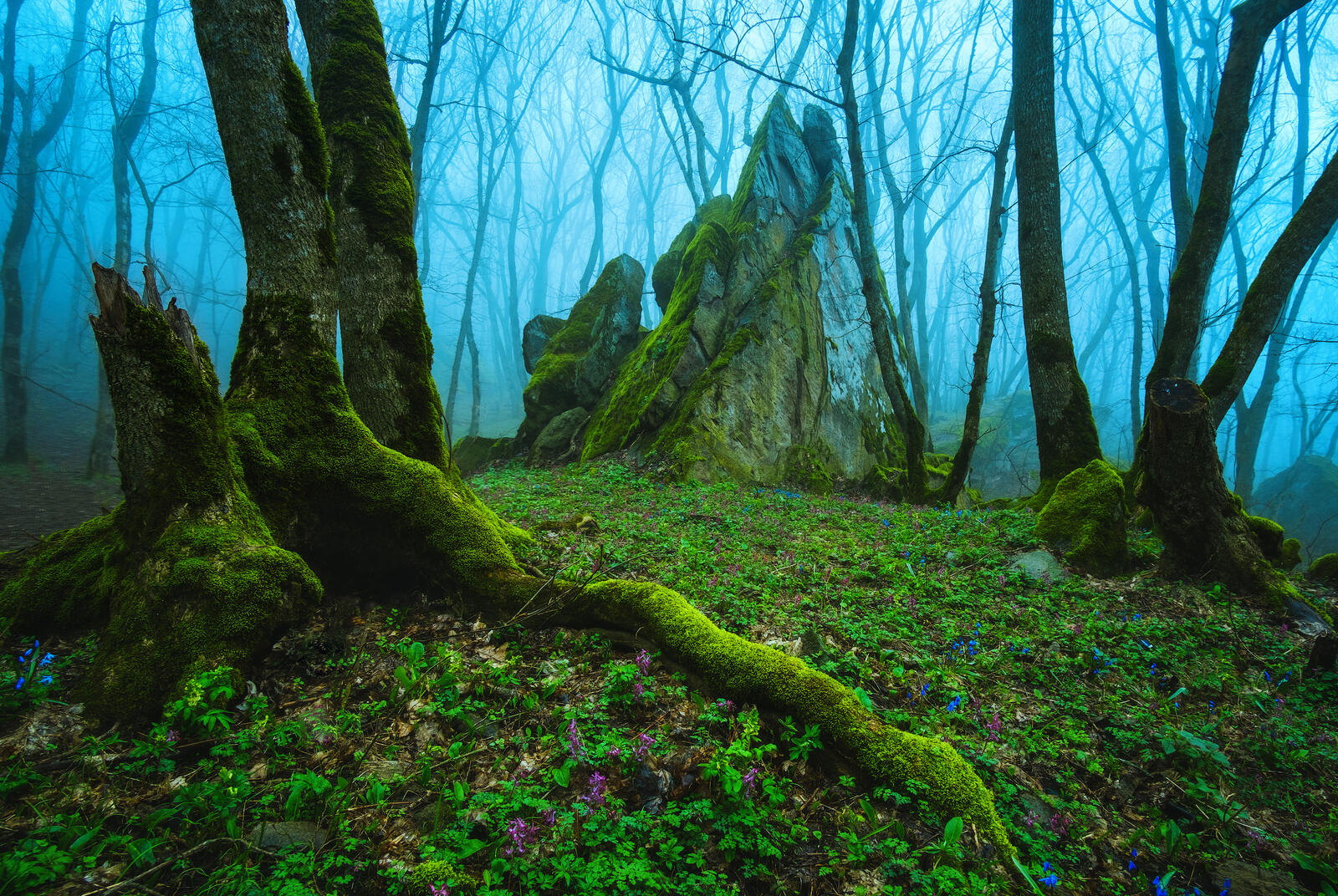 免费照片童话般的森林