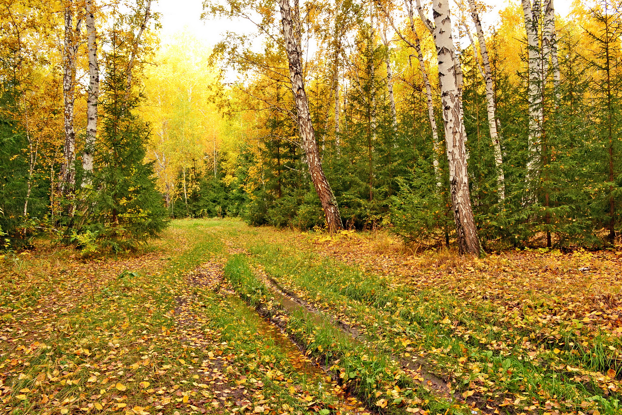Photo free autumn colours, autumn colors, autumn forest