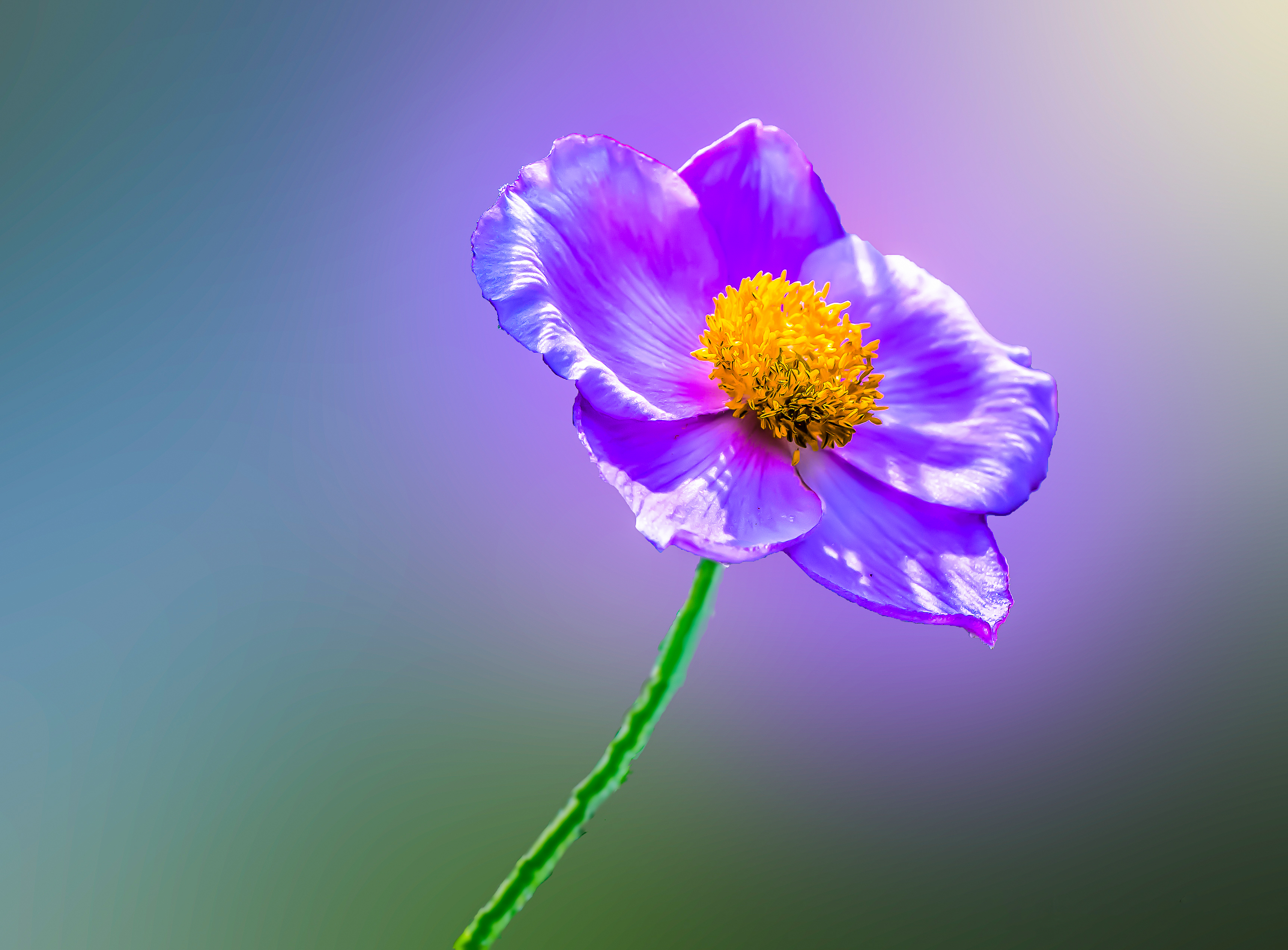 Фото бесплатно Purple flower, цветок, цветы