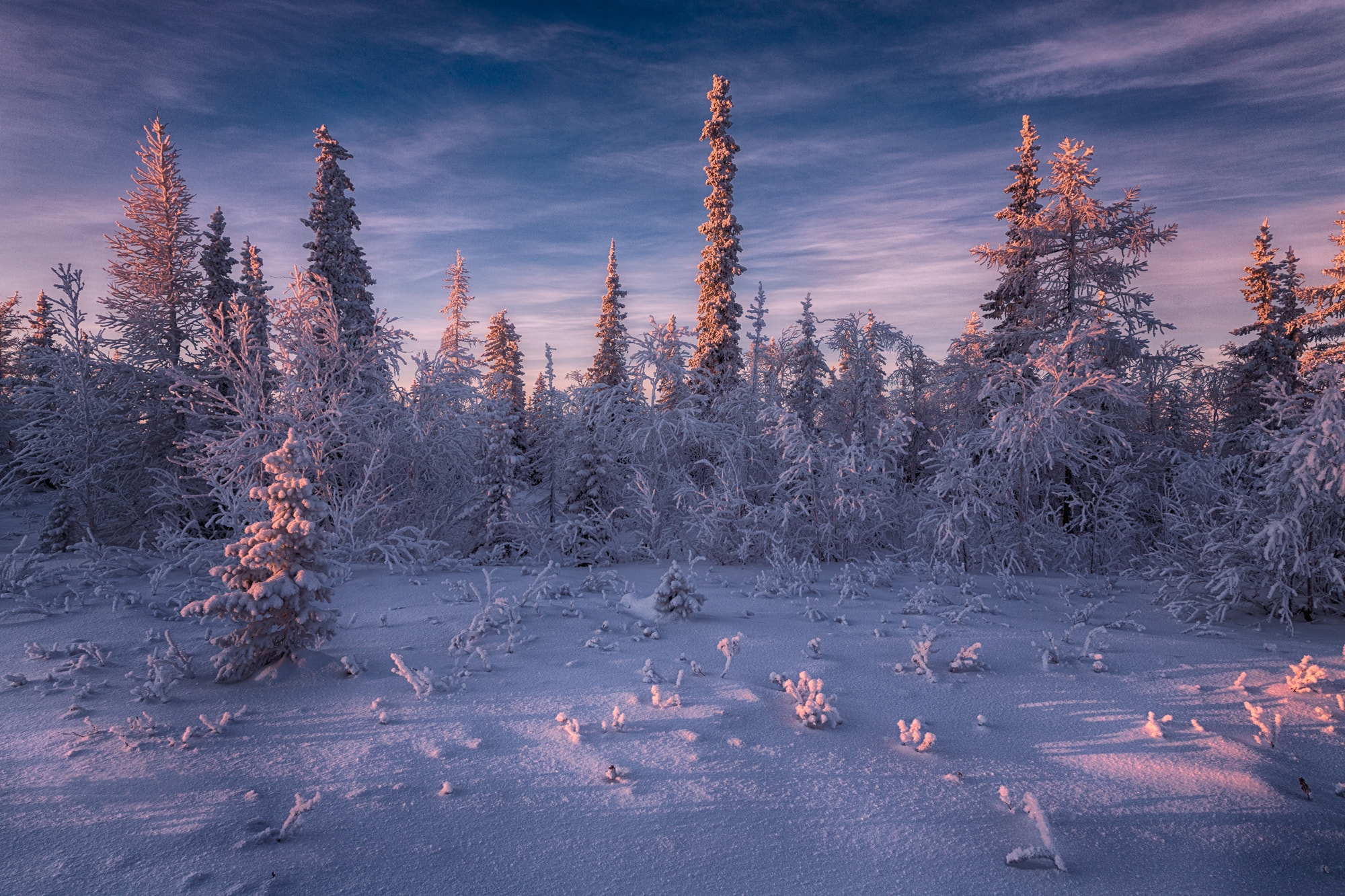 免费照片俄罗斯的森林冻土区
