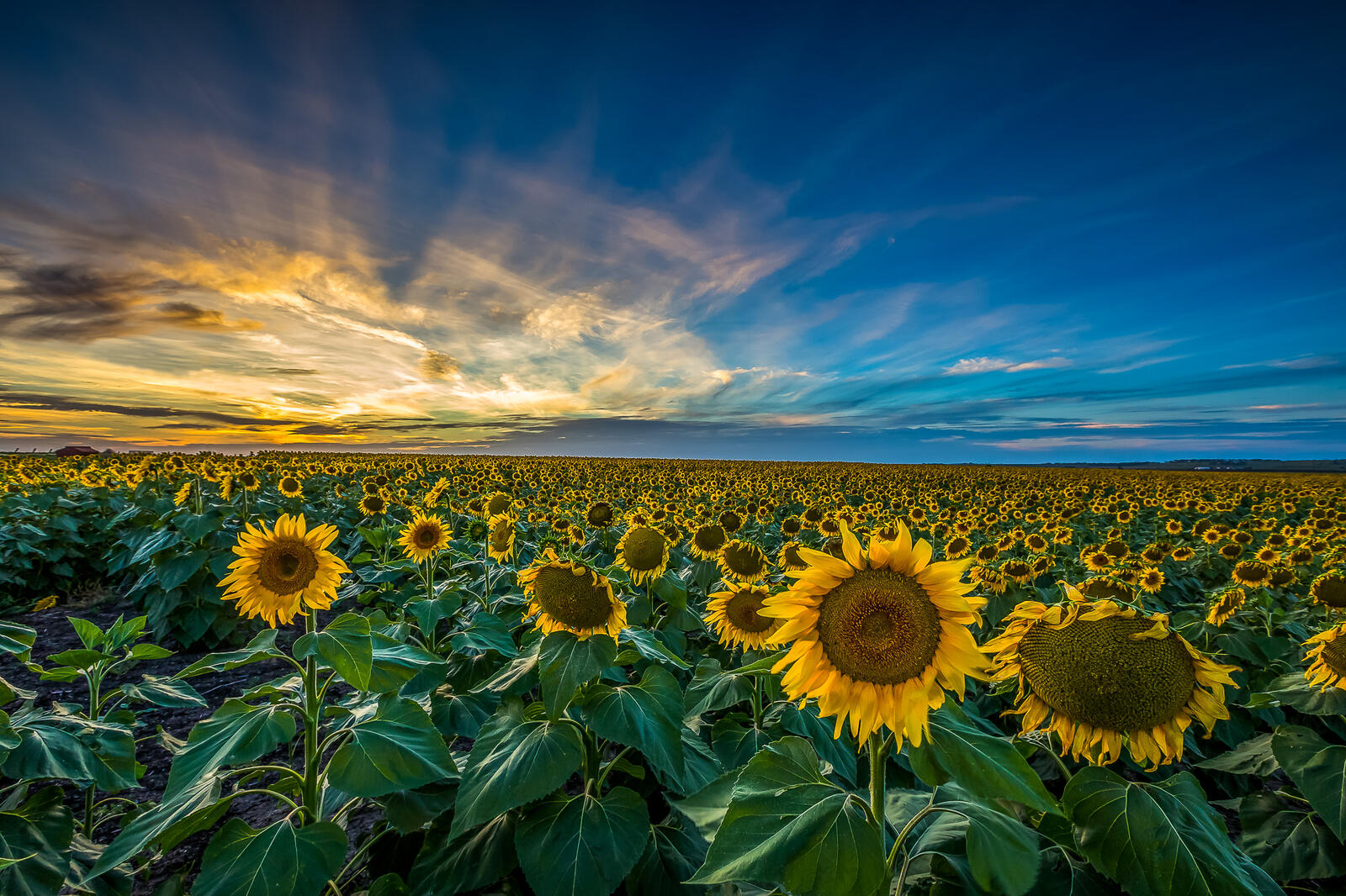 Wallpapers sunset sunflowers clouds on the desktop