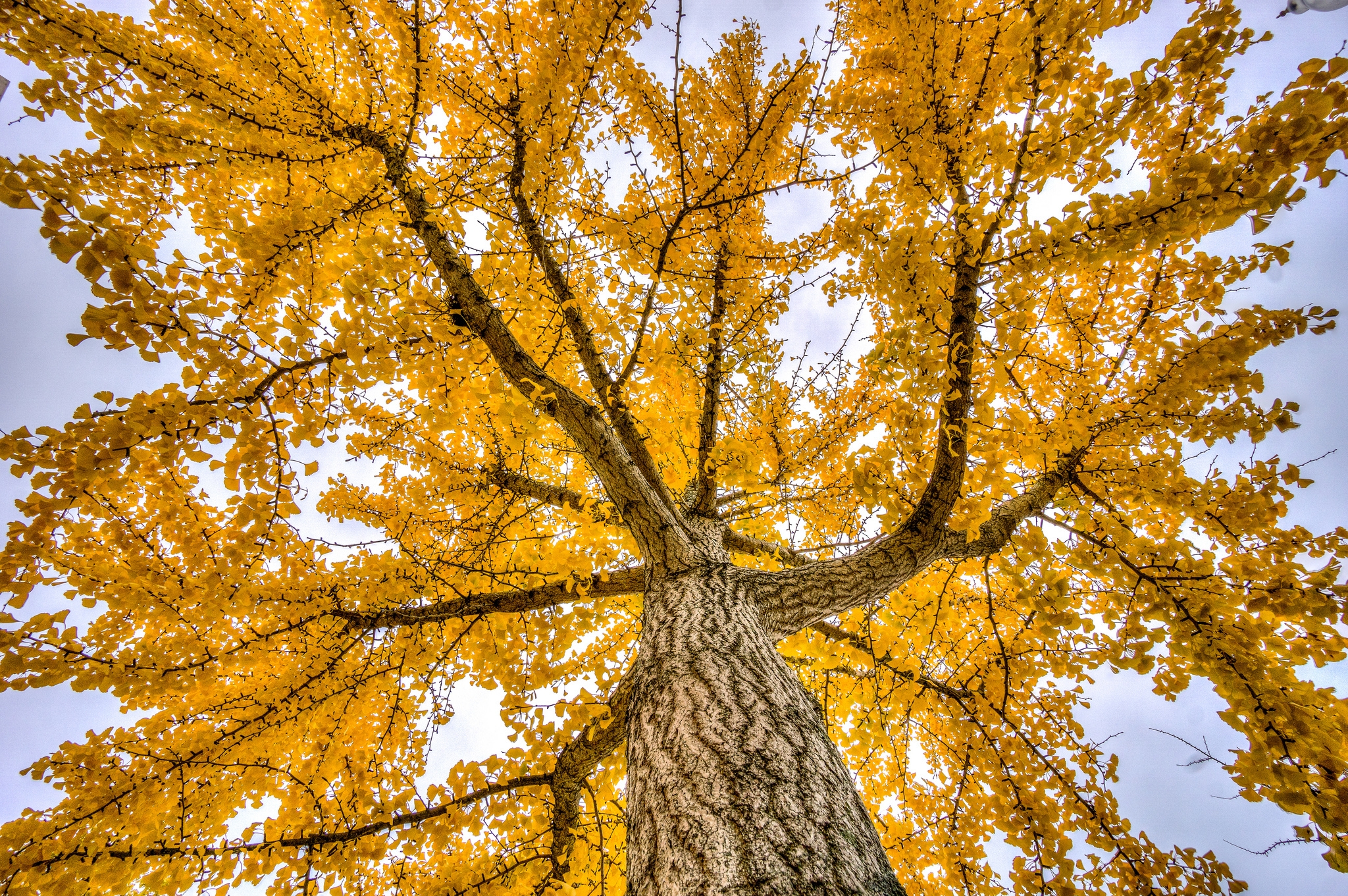 Желтые листья на дереве
