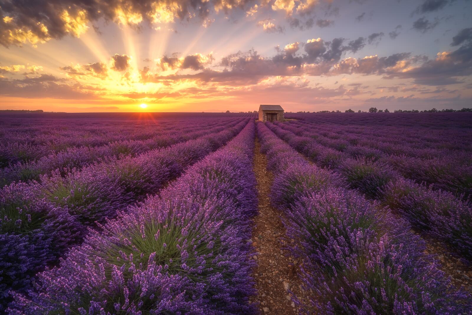 Wallpapers lavender field sunset field flowers on the desktop