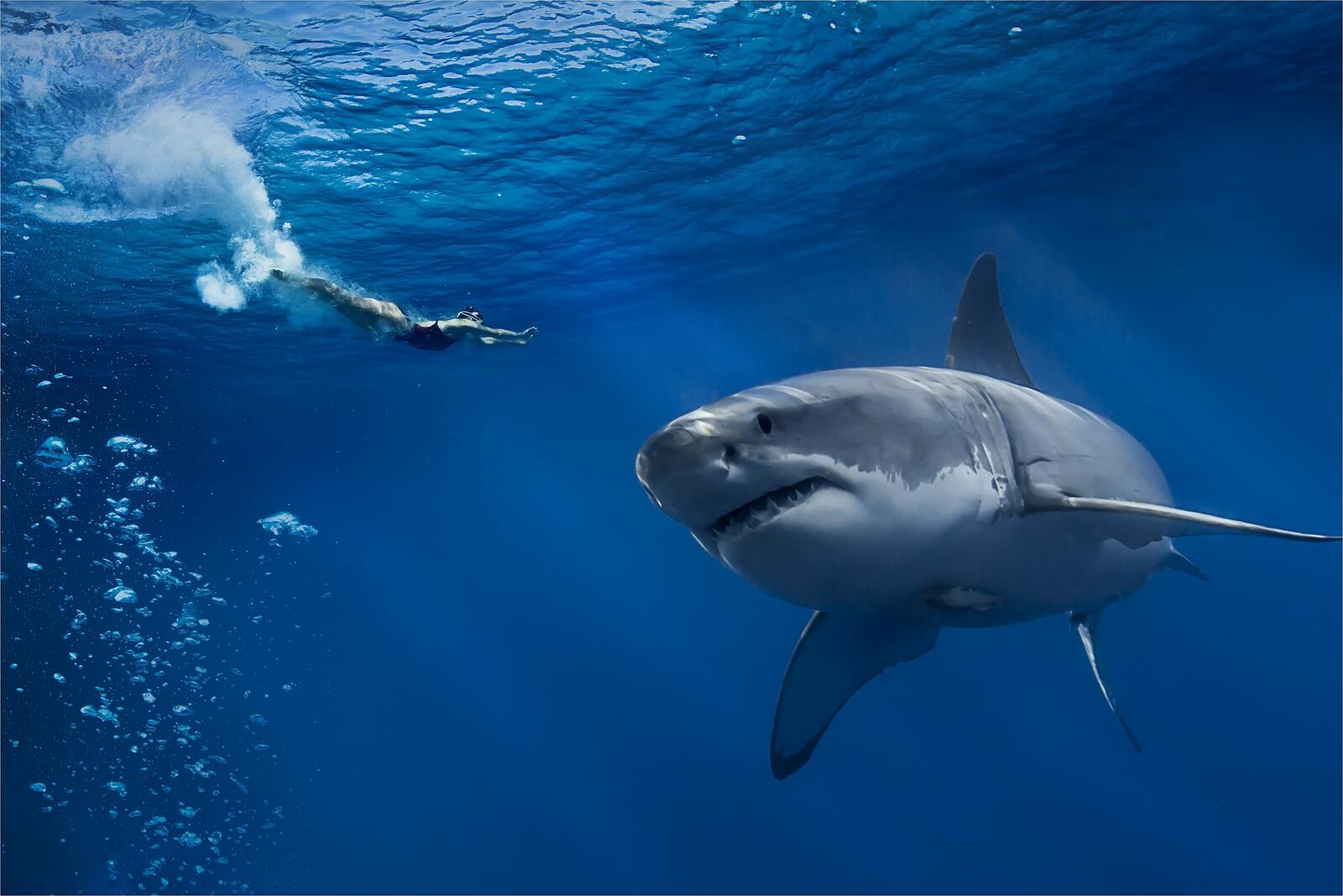 Обои море опасность акула на рабочий стол