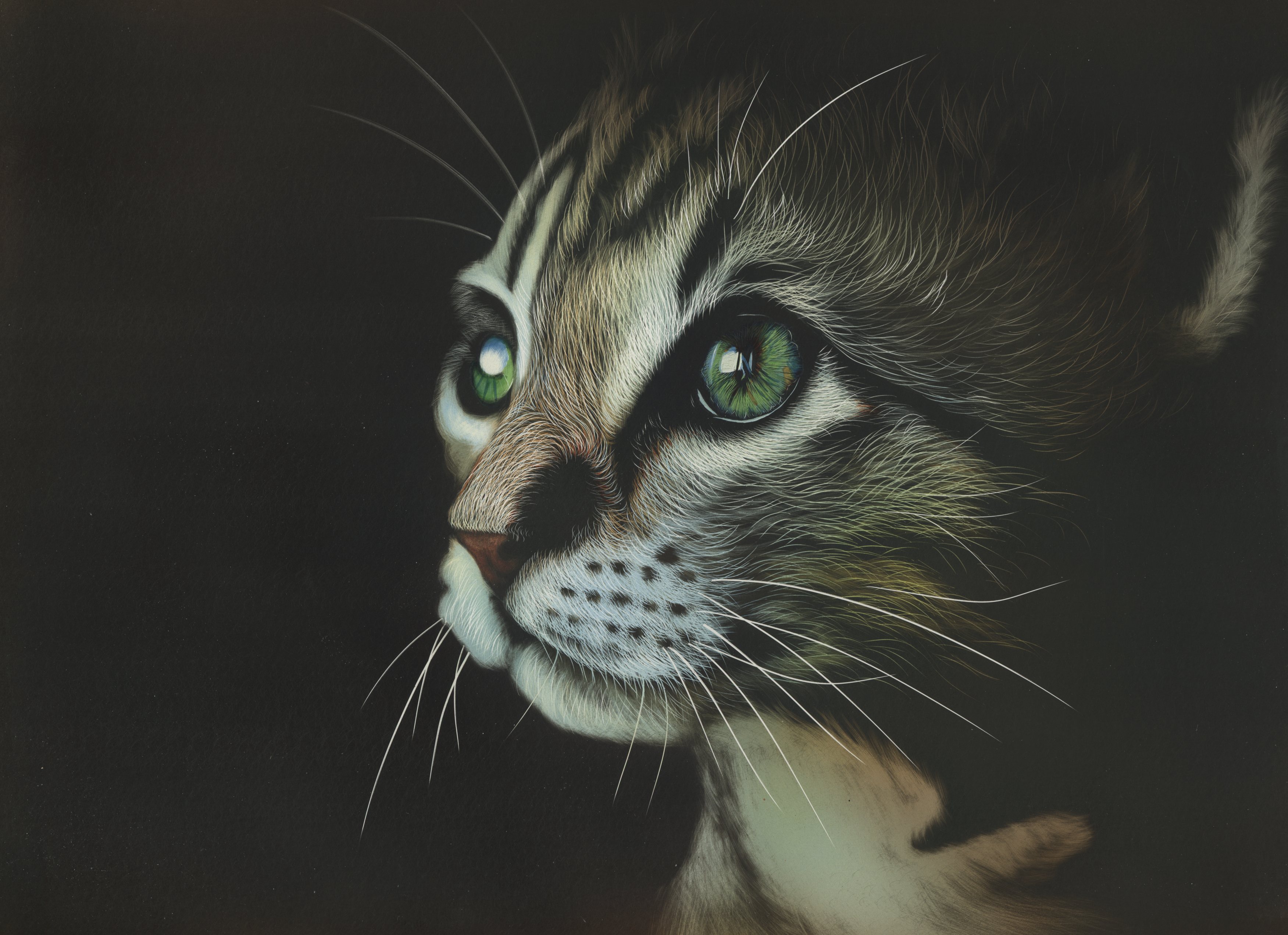 Нарисованное лицо кота · бесплатное фото · бесплатная фотография