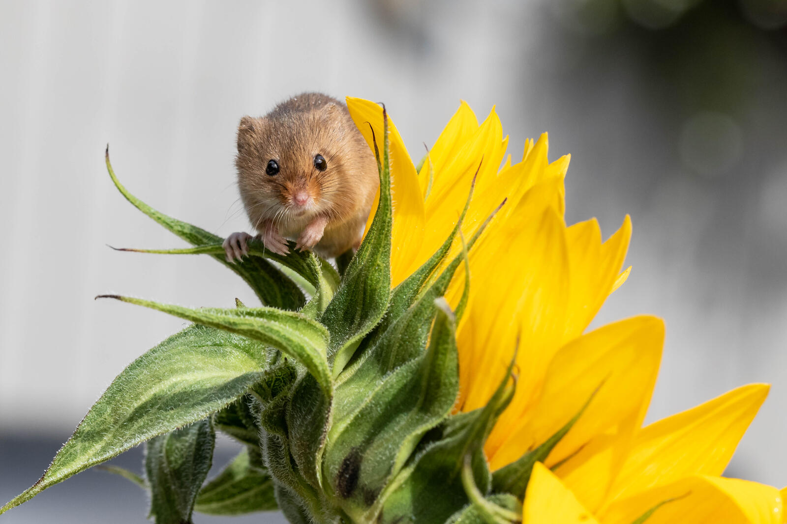 Wallpapers mouse-baby sunflower Harvest Mouse on the desktop