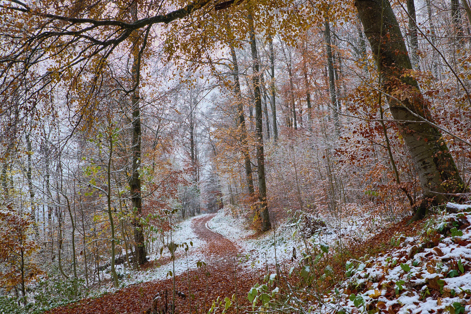Wallpapers first snow autumn forest on the desktop