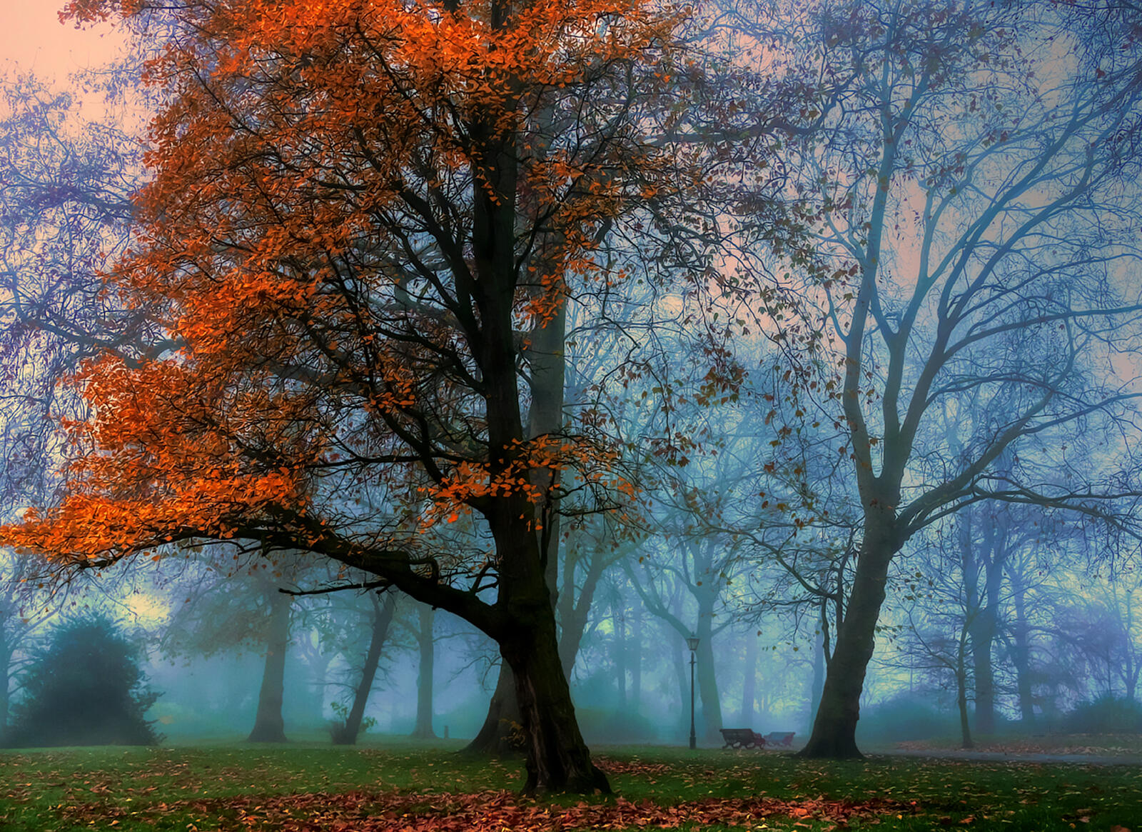 Wallpapers fog autumn benches on the desktop