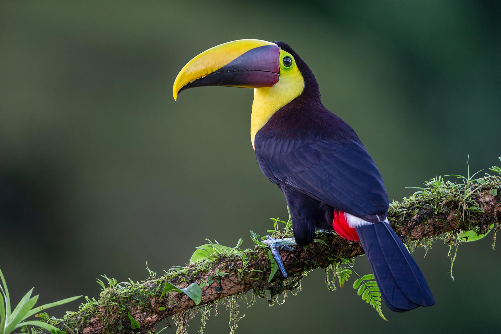 Обои Yellow-throated toucan Желтогорлый тукан Ramphastidae на рабочий стол