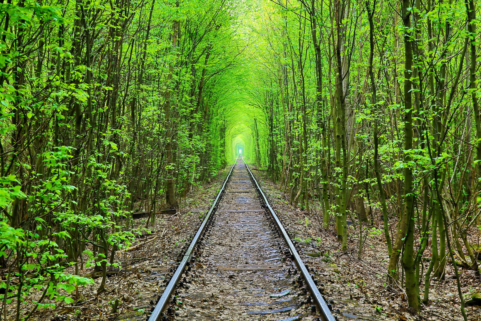 Обои Green Tunnel зелёный тоннель лес на рабочий стол