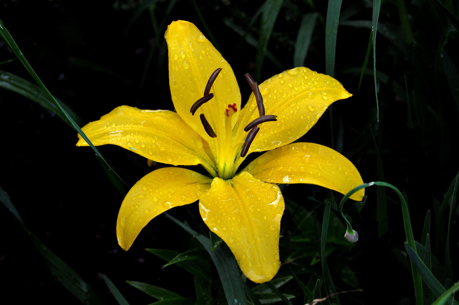 Обои капли воды капли дождя желтый цветок на рабочий стол
