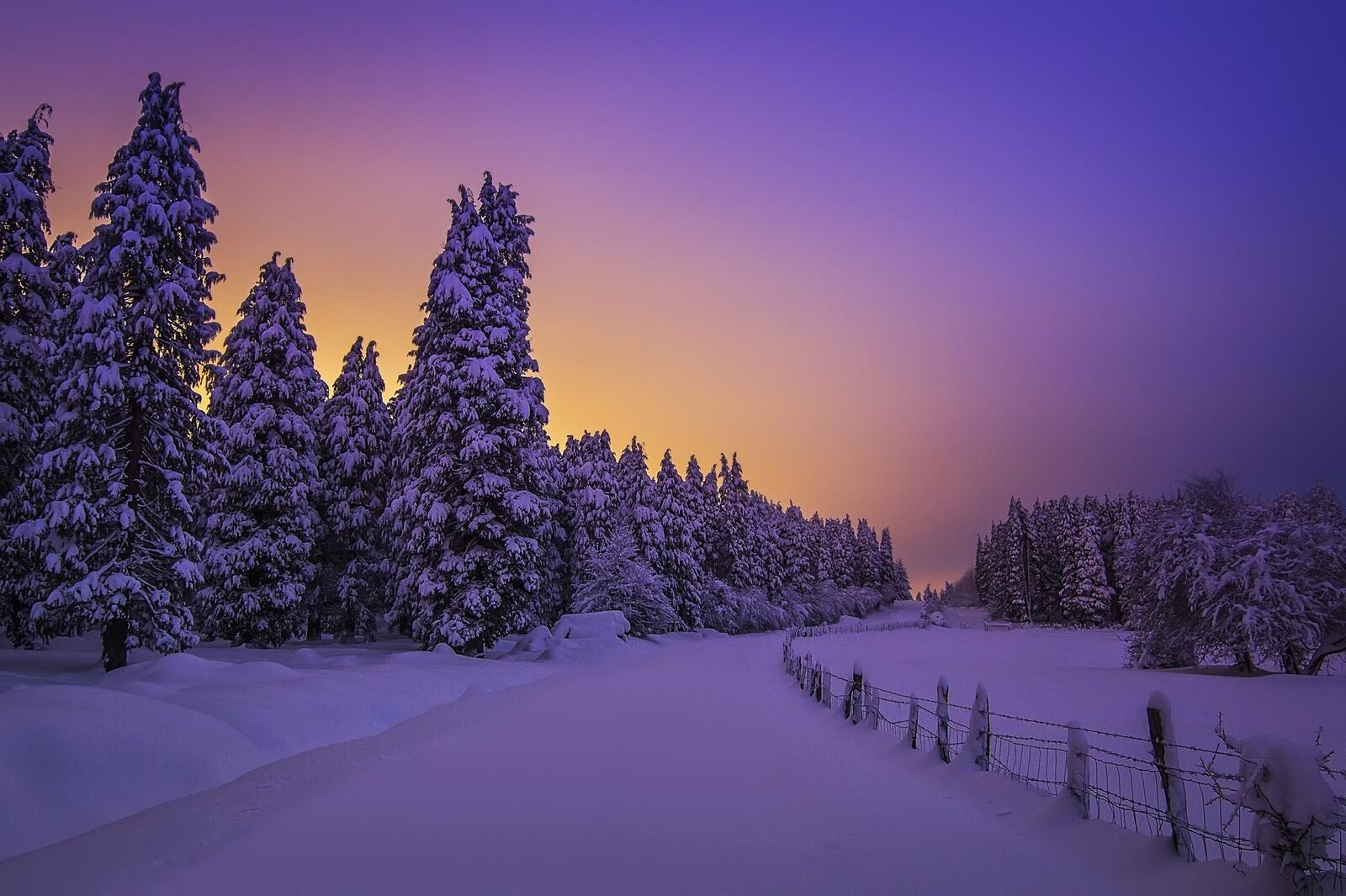 Wallpapers forest drifts snow on the desktop