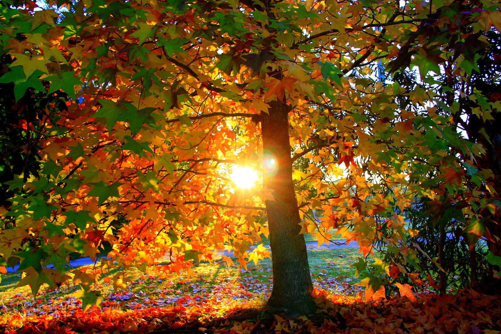 Wallpapers fall autumn forest on the desktop
