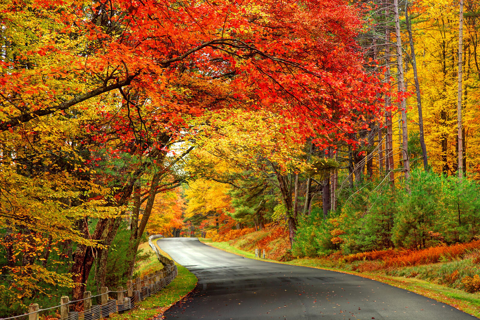 Wallpapers beautiful autumn road forest on the desktop