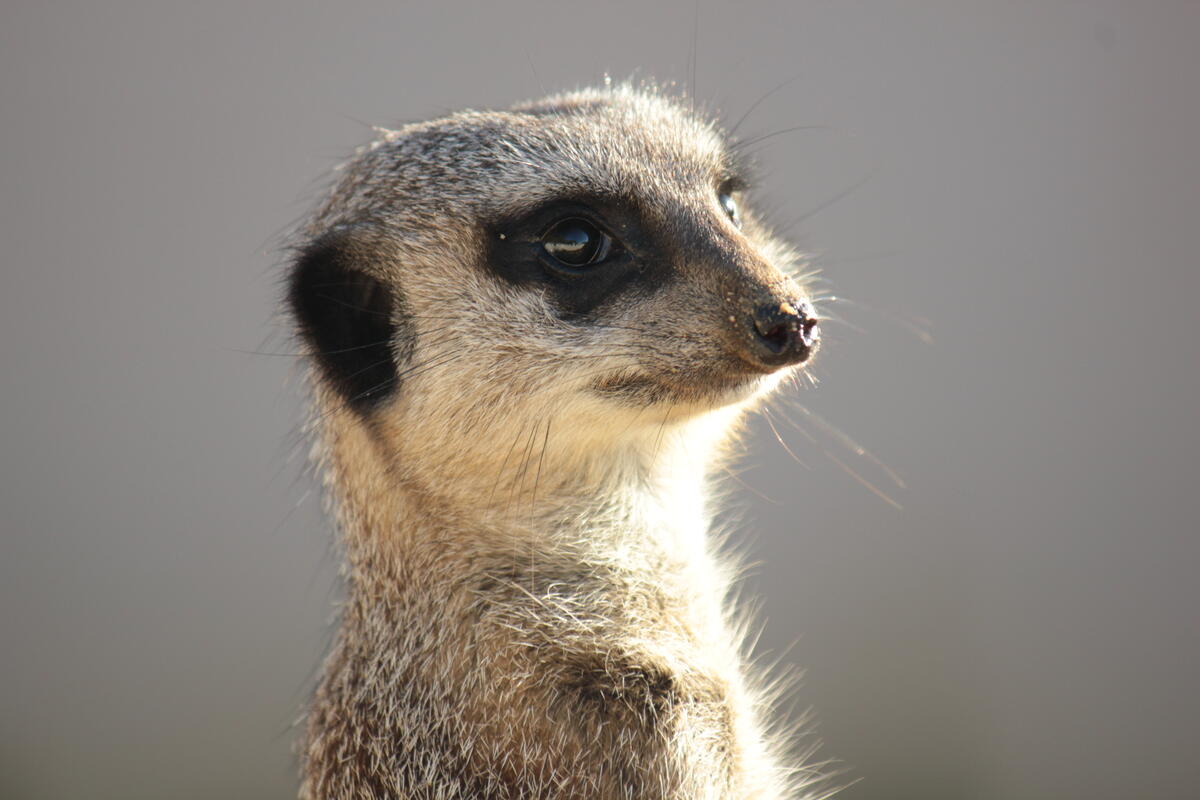African meerkat