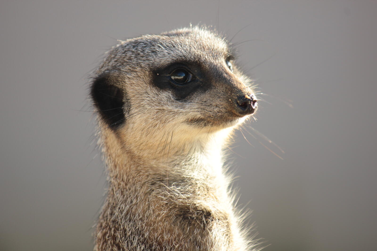 Free photo African meerkat