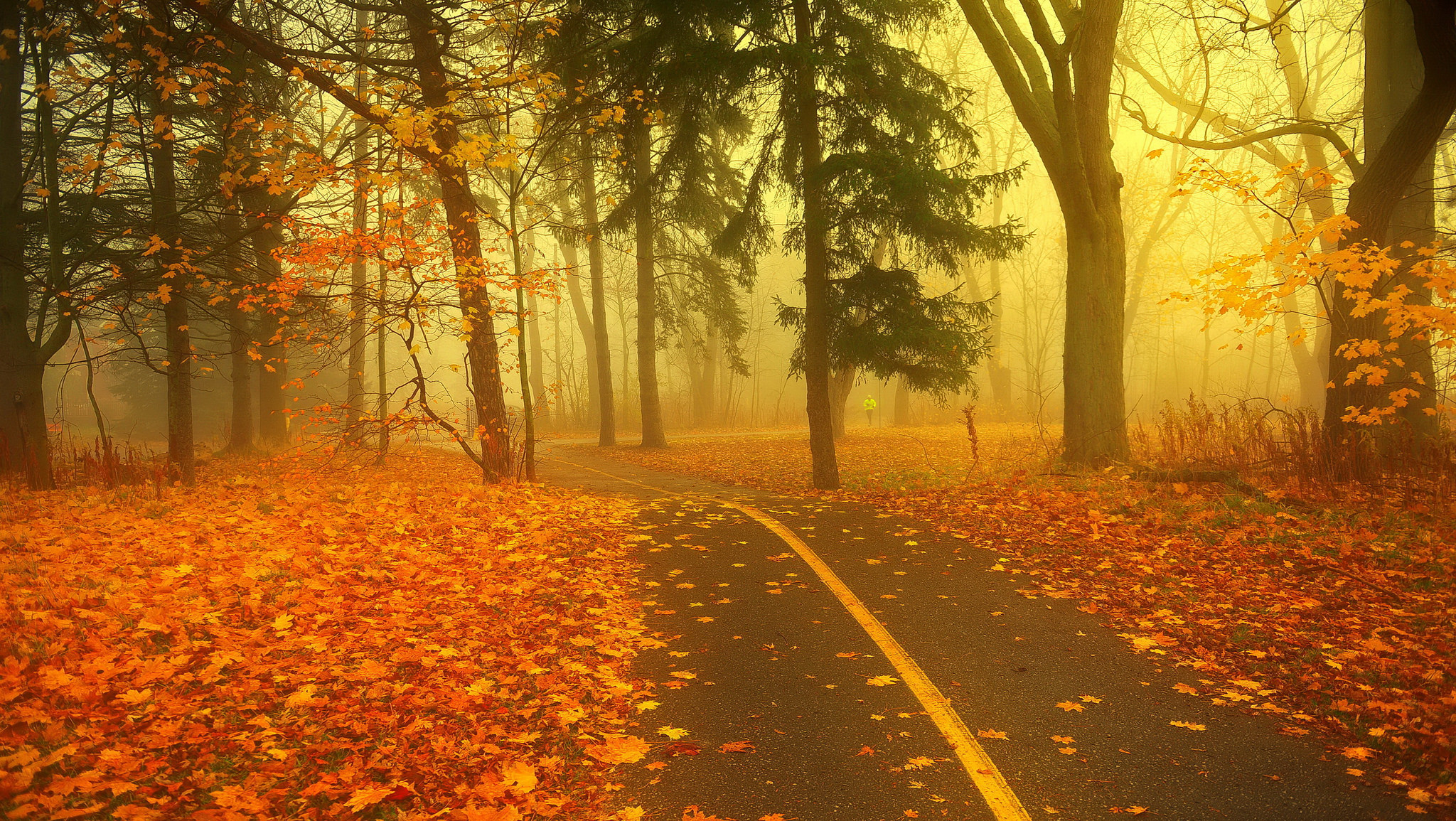 Wallpapers fog autumn leaves Park on the desktop