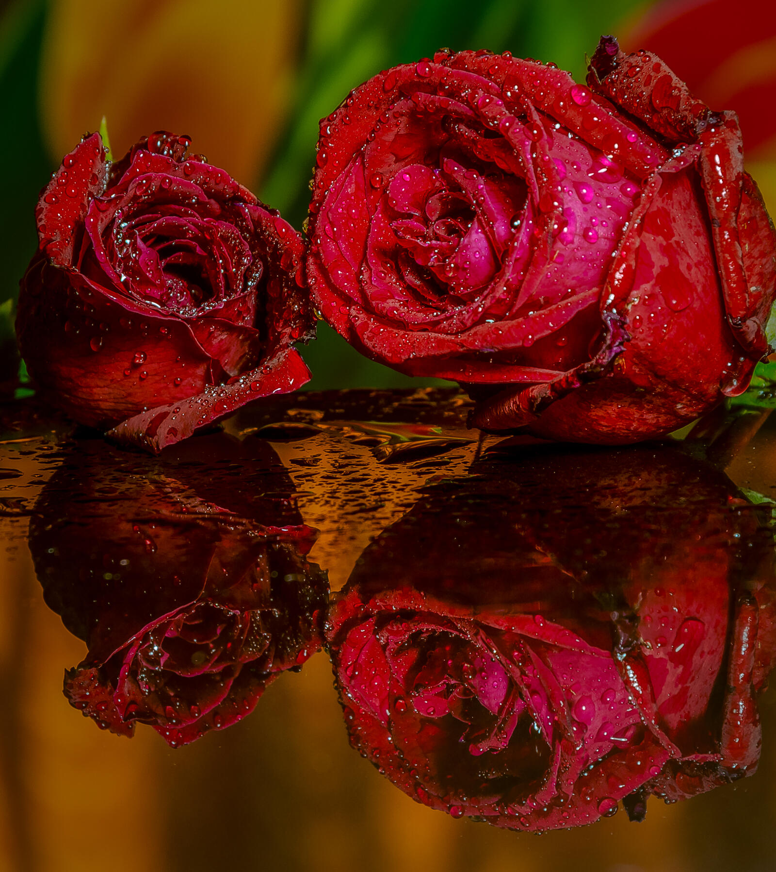 Wallpapers drops of rain rose flowers on the desktop
