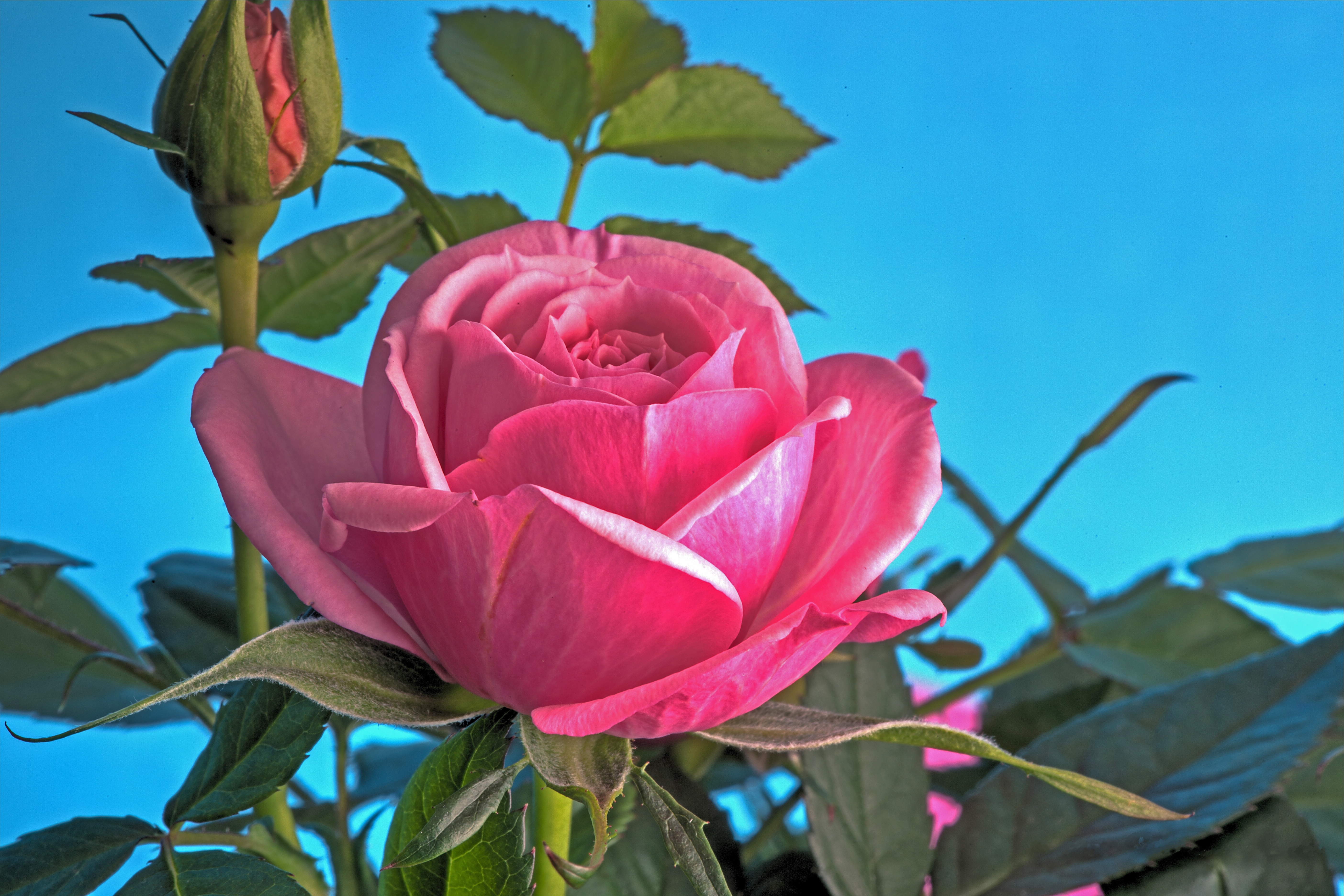 Фото бесплатно розы, одинокий бутон, цветы