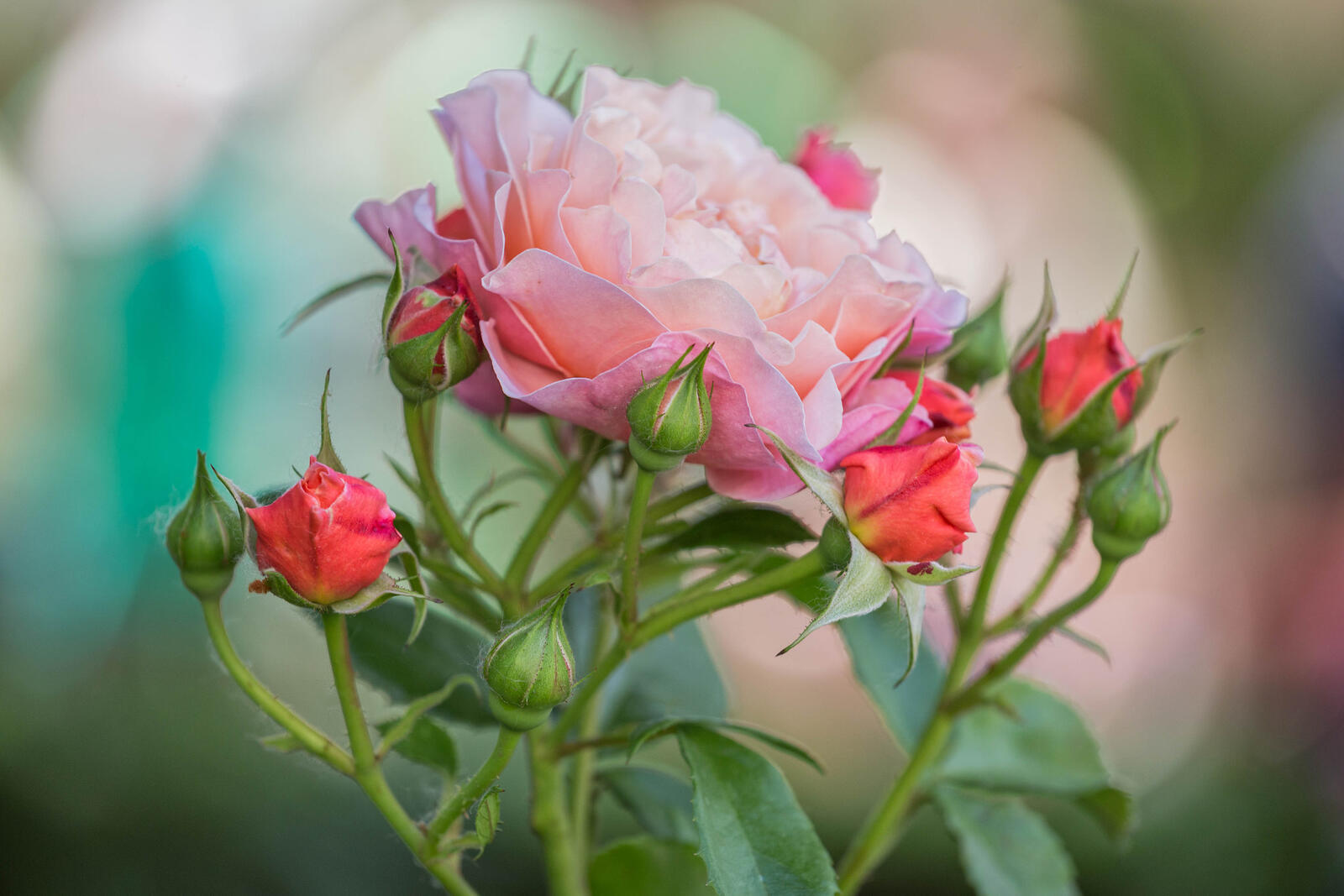 Бесплатное фото Бутон цветущей розы