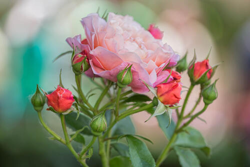 Бутон цветущей розы