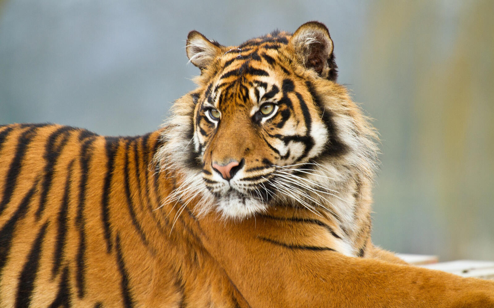 Бесплатное фото Усатый тигр, милашка
