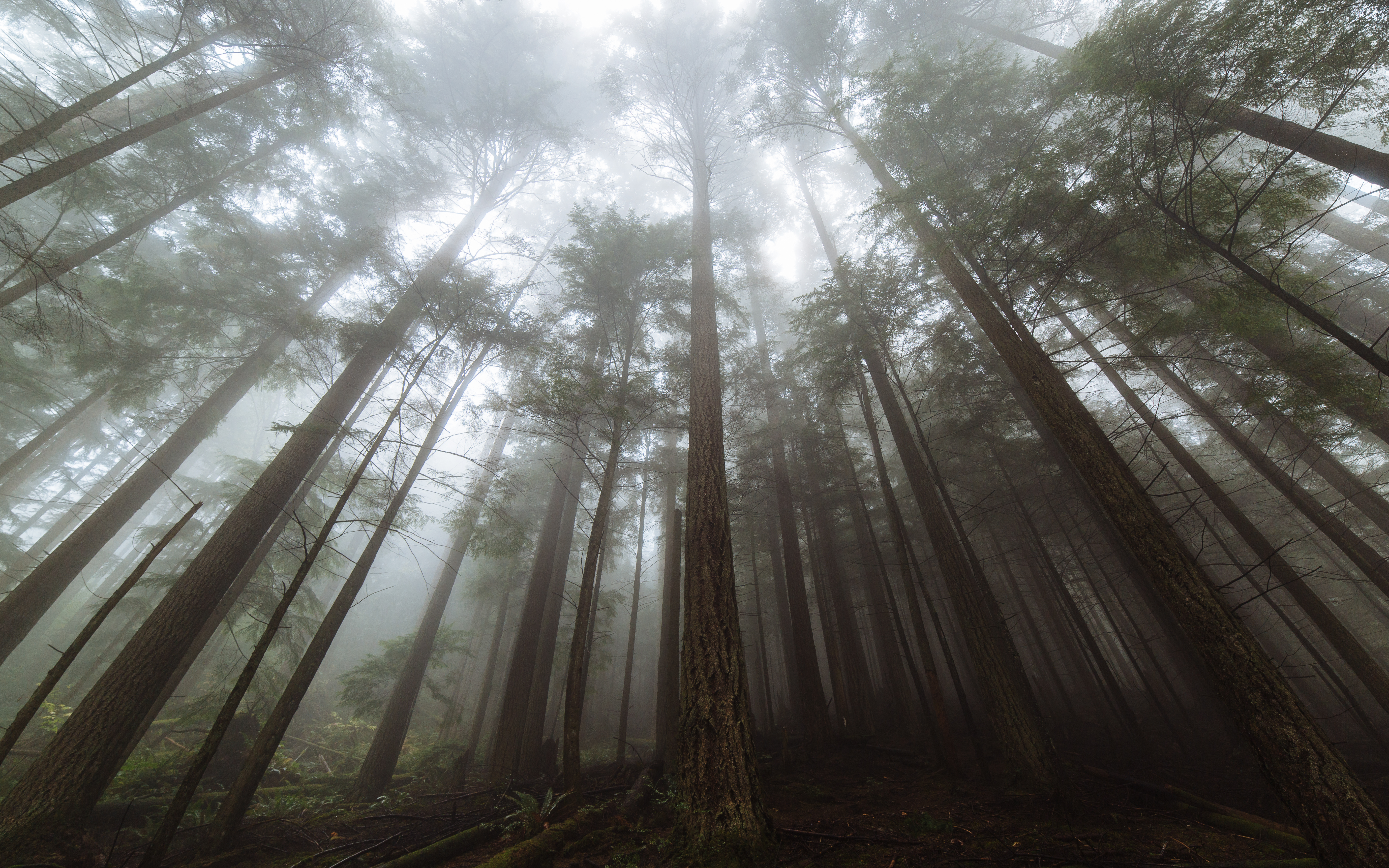 Фото бесплатно дерево, туманный, лес
