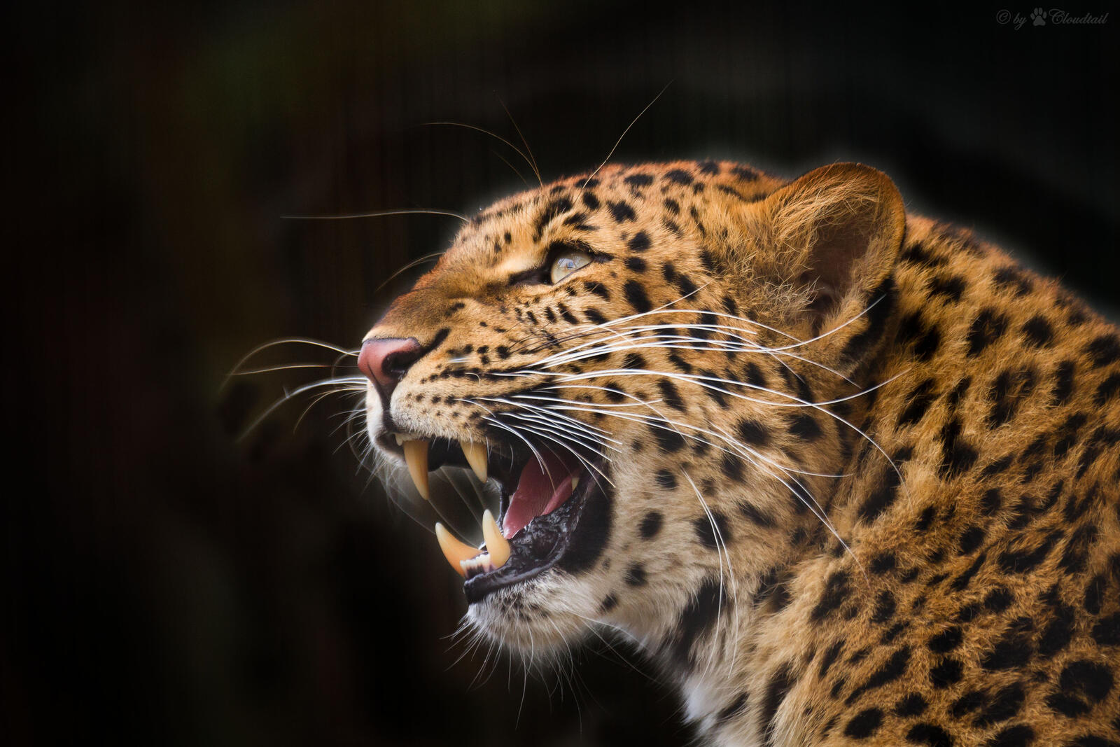 Wallpapers close-up Leopard portrait wild cat on the desktop