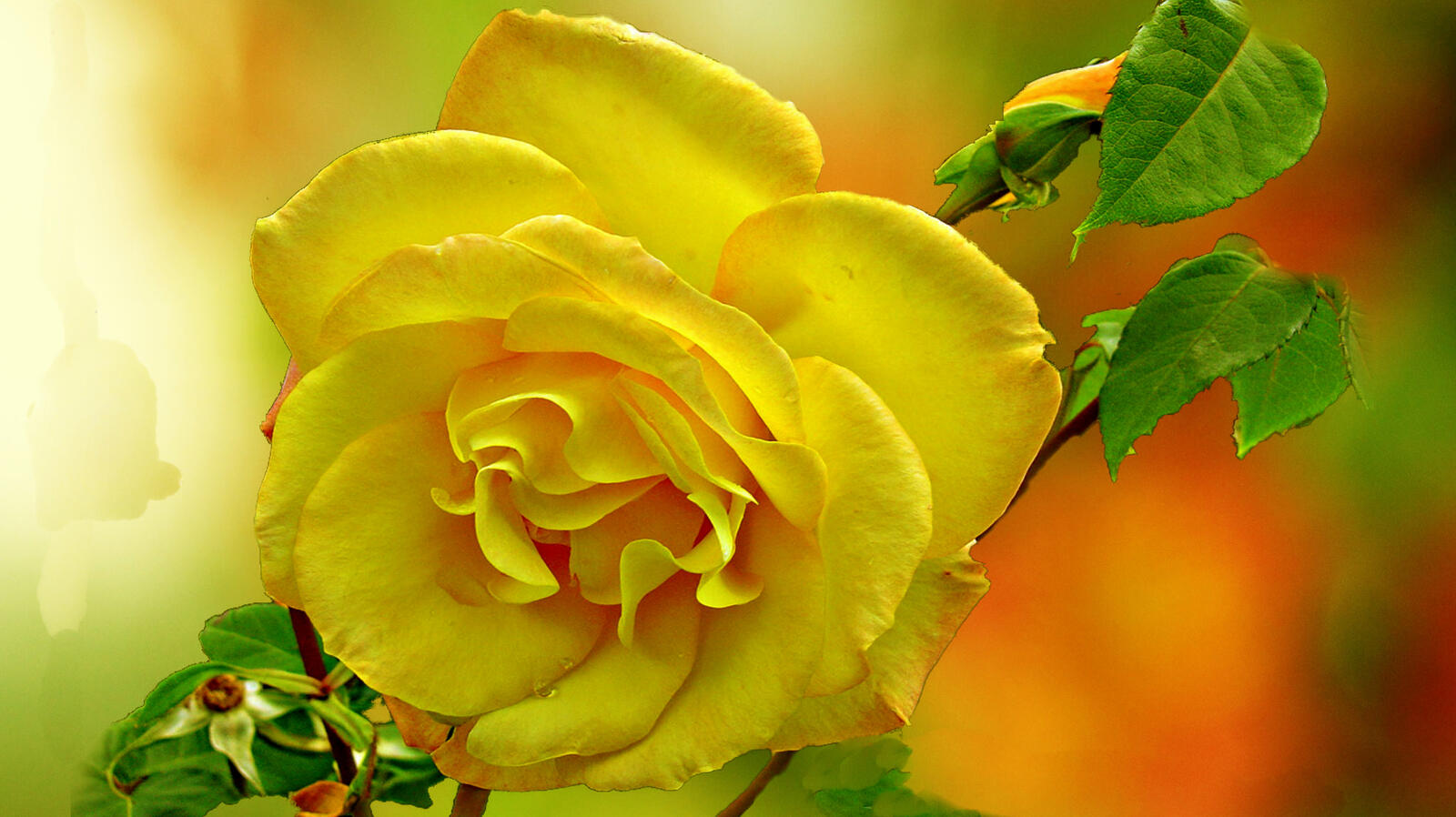 Обои желтый бутон роза одинокая роза на рабочий стол