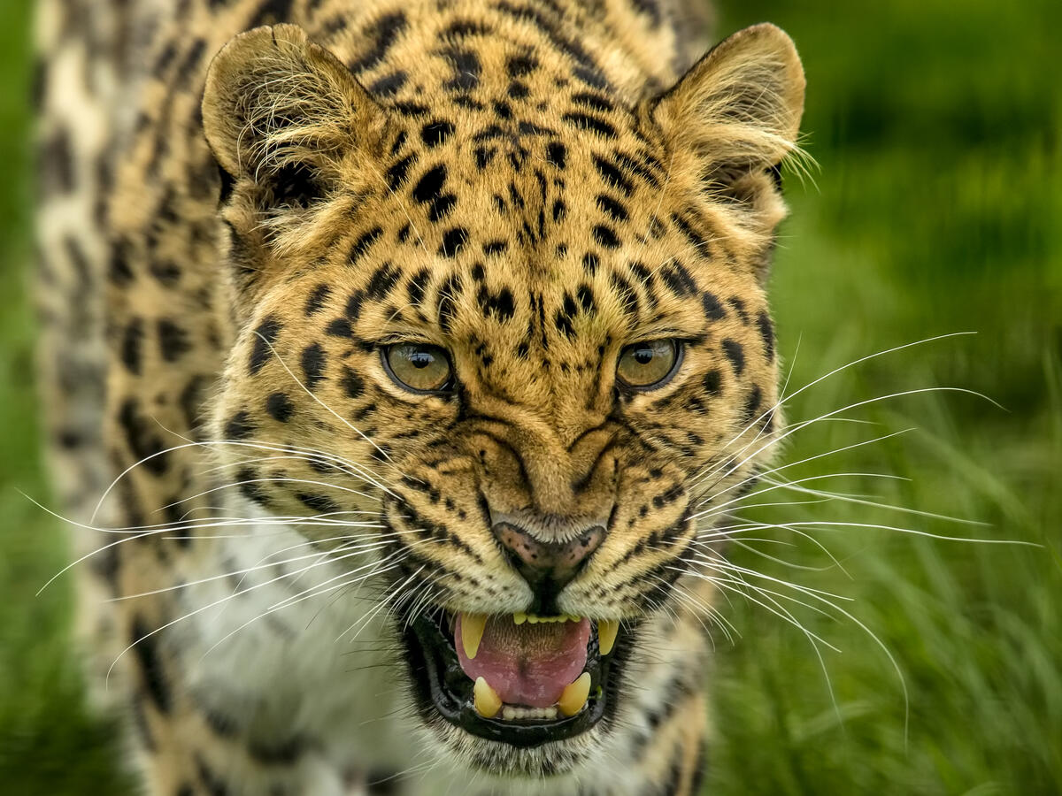 Russian leopard