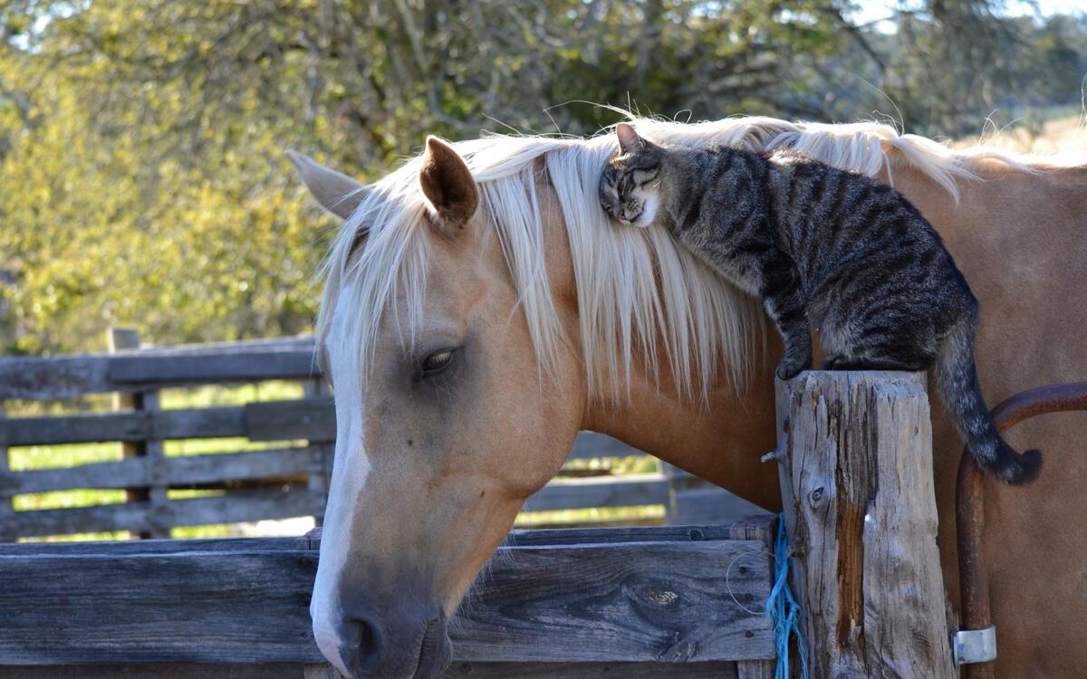 A cat caresses against a horse