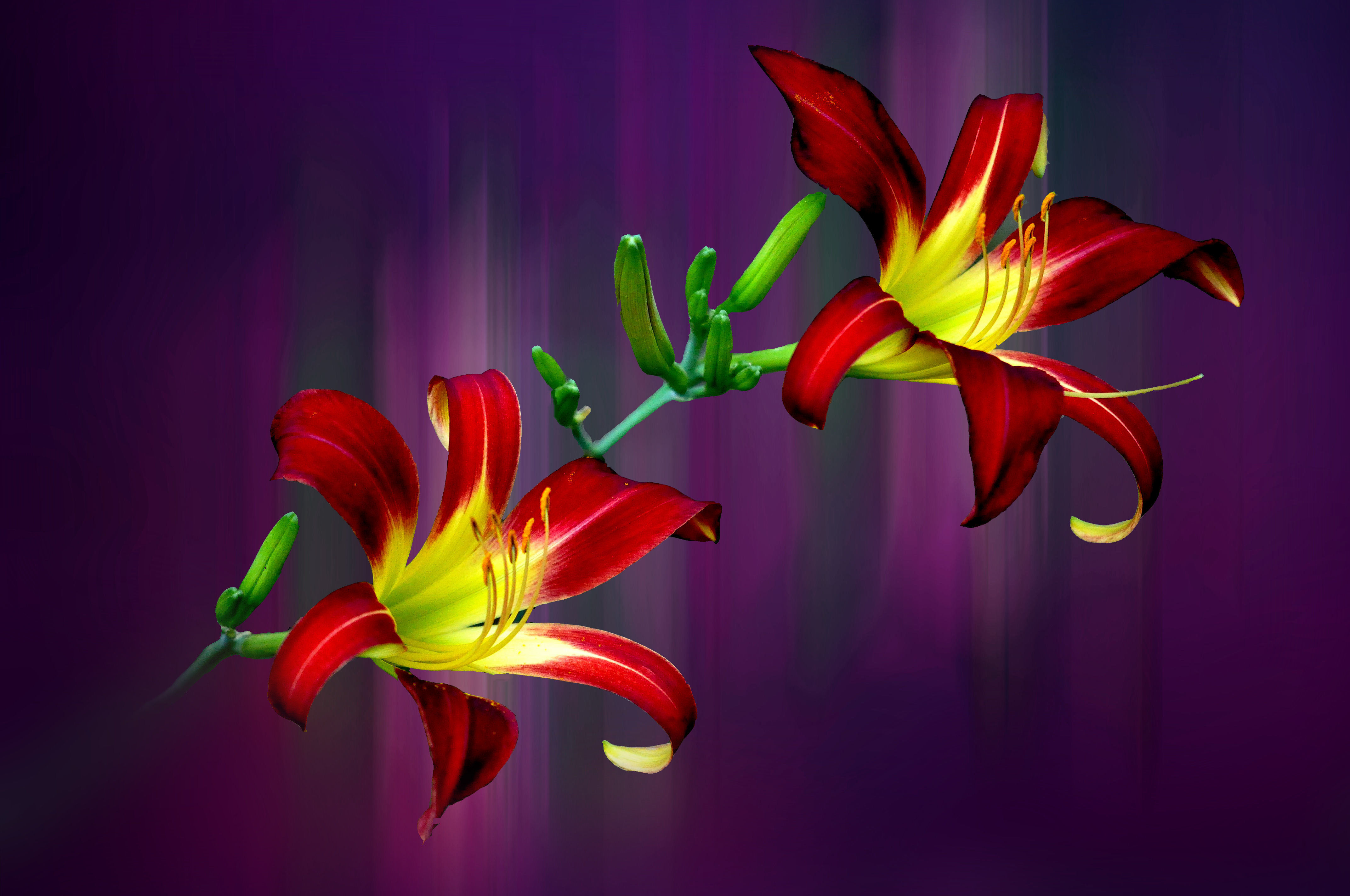 Обои лилии два цветка лилия на рабочий стол