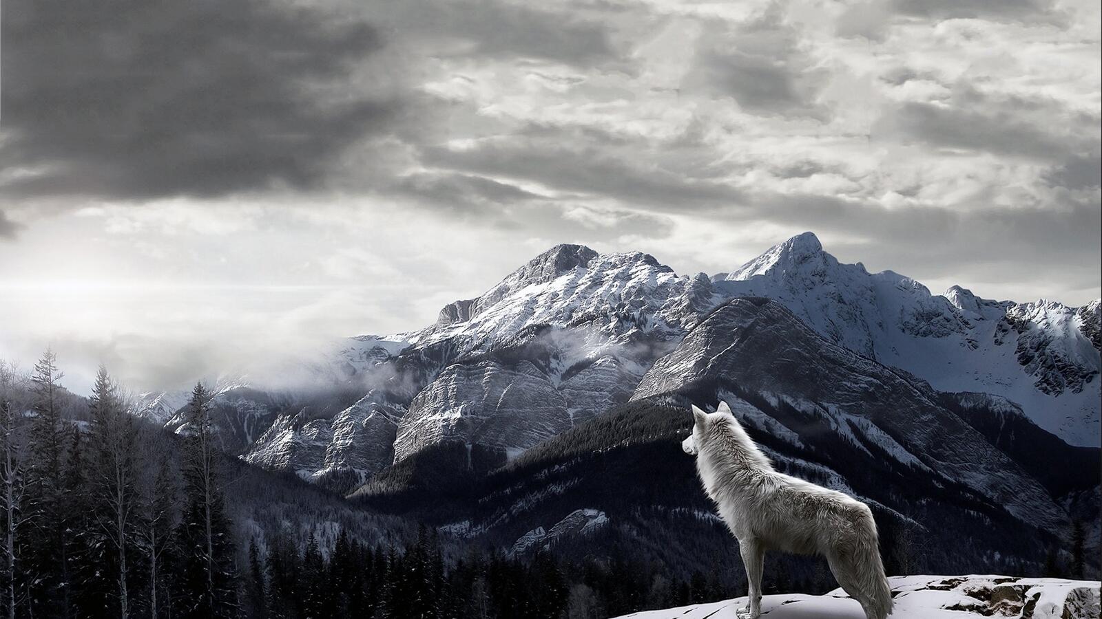 Wallpapers mountain wolf landscape on the desktop