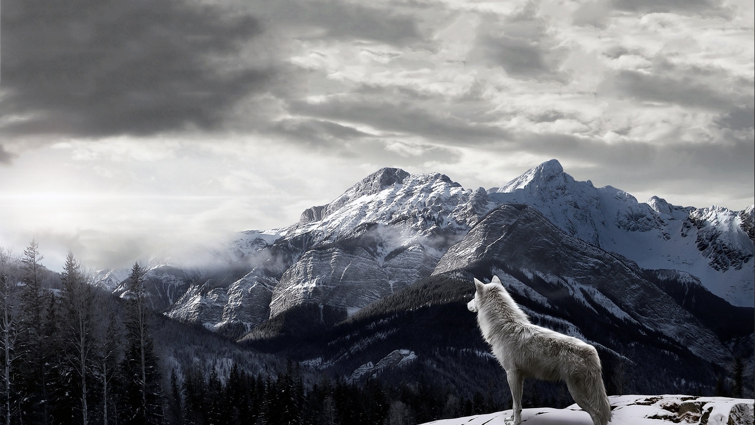 Фото бесплатно гора, волк, пейзаж