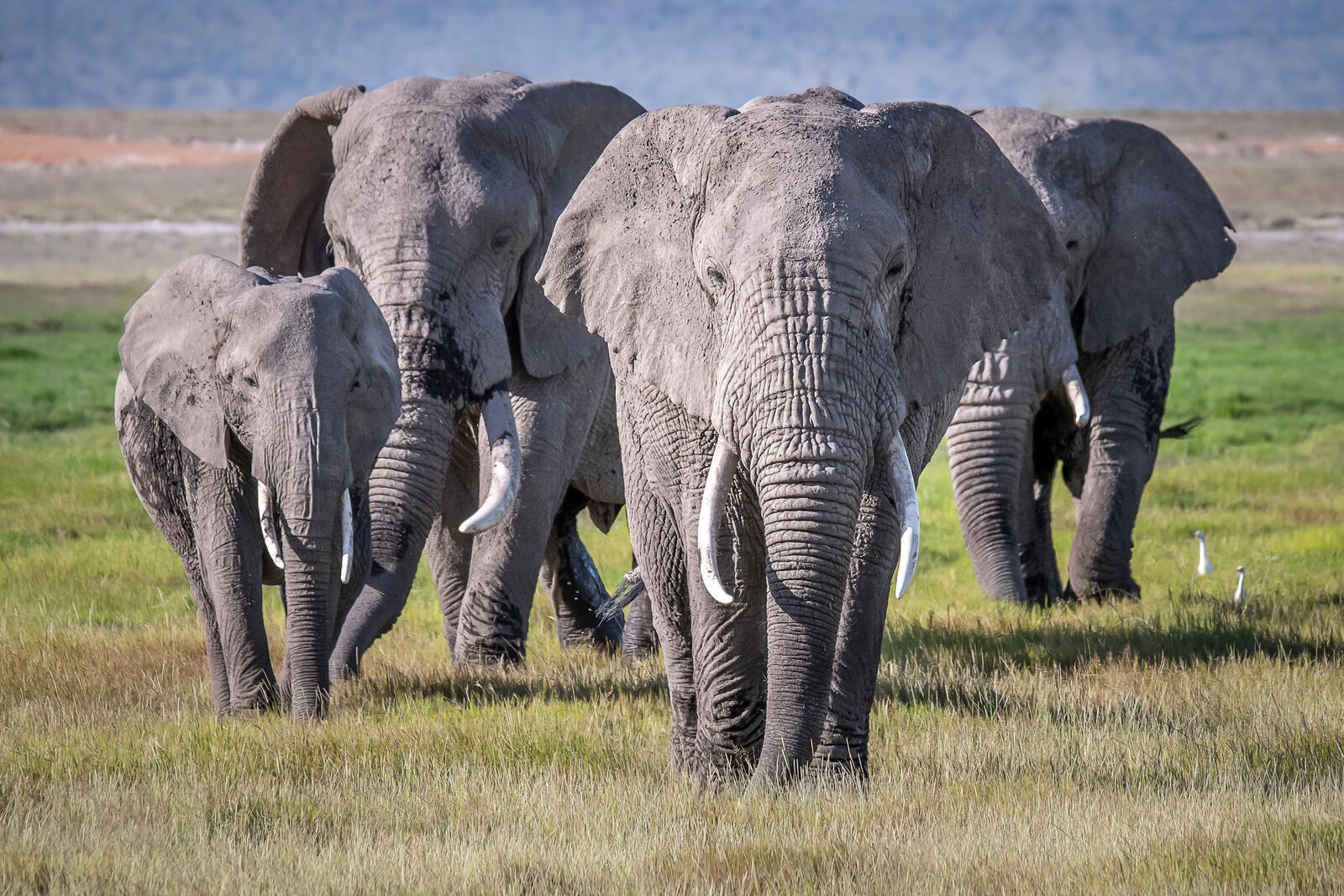 Обои Небольшое стадо слонов Национальный парк Амбосели Кения на рабочий стол