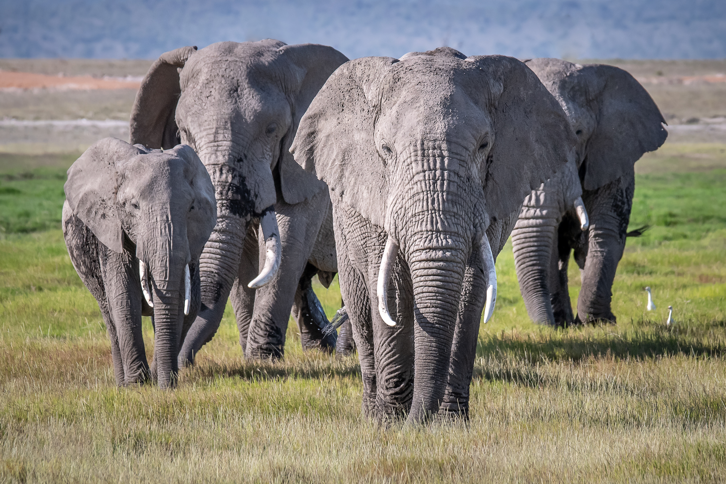 Elephants time. Кения саванный слон стая. Африканский саванный слон. Стадо слонов. Стая слонов.