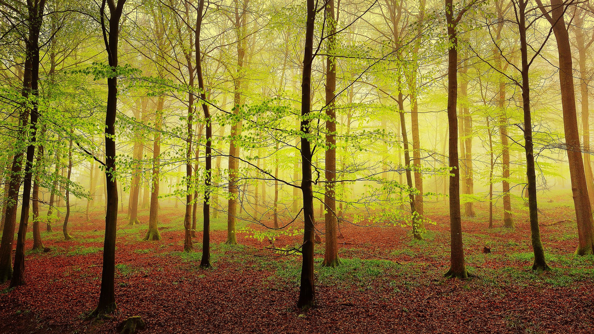 免费照片秋季森林中的雾