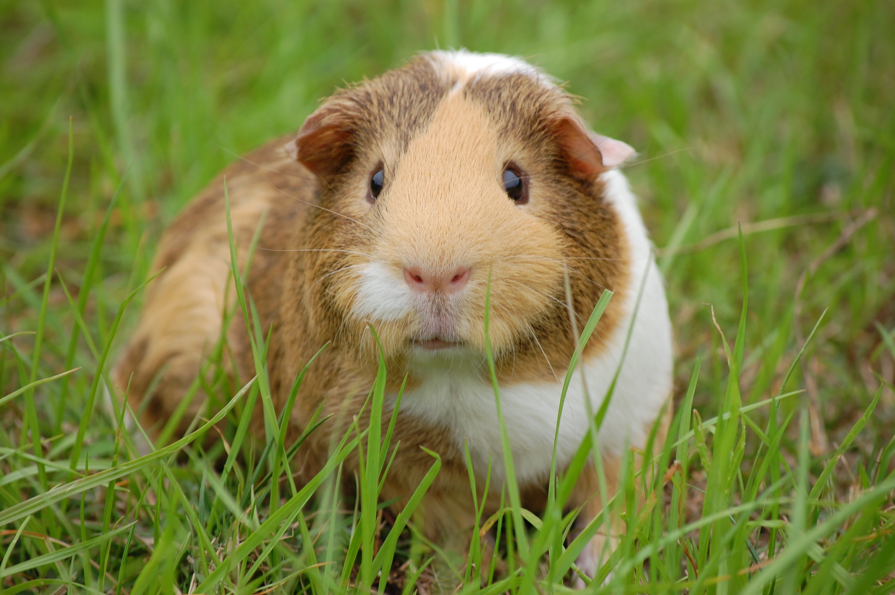Photo free guinea pig, animals, genus pig