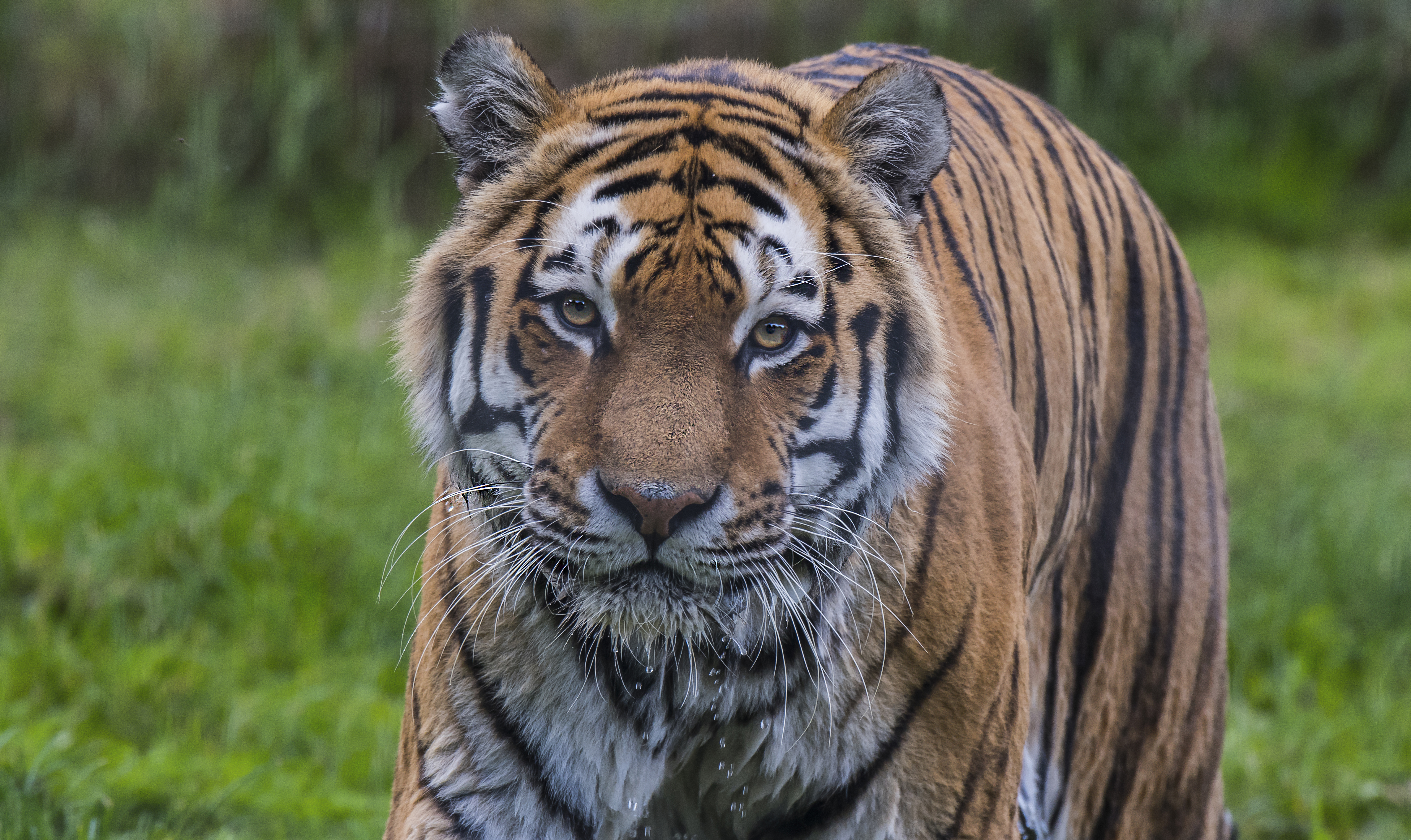 Амурский тигр в России · бесплатное фото · бесплатная фотография от Fonwall