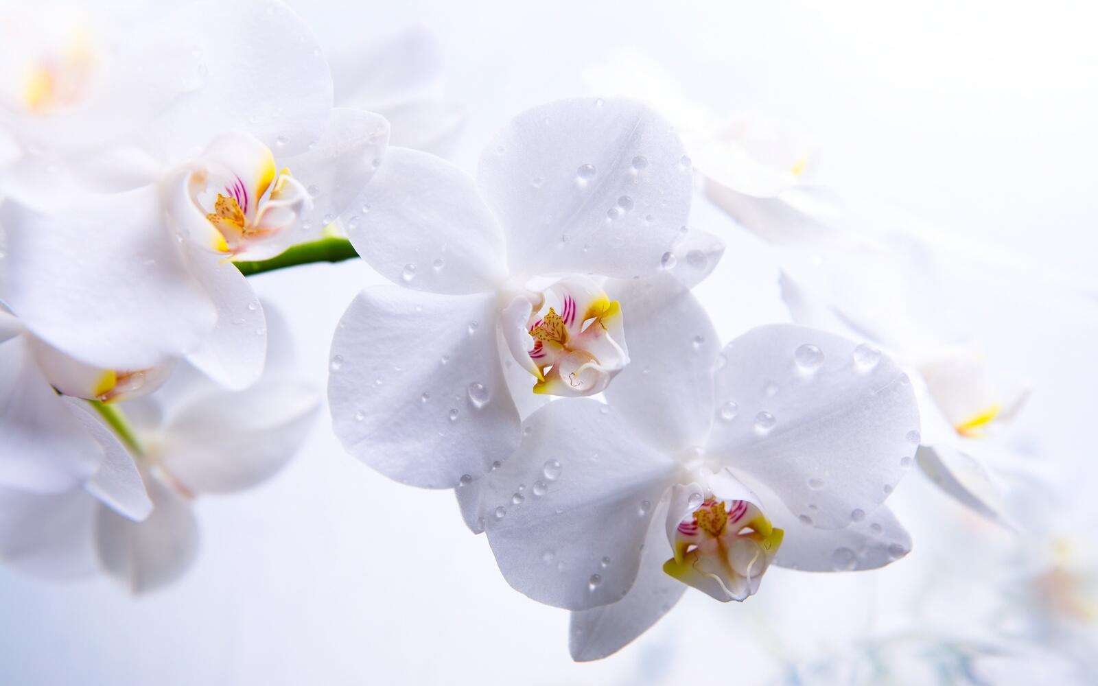 Wallpapers drops flowers orchid on the desktop