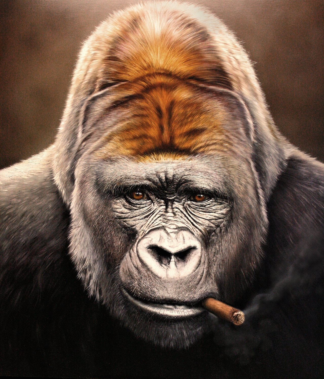 Wallpapers gorilla animals portrait on the desktop